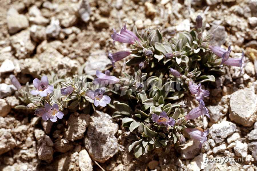 Penstemon dolius