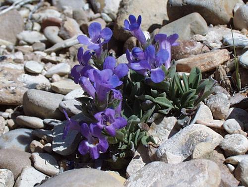 Penstemon duchesnensis