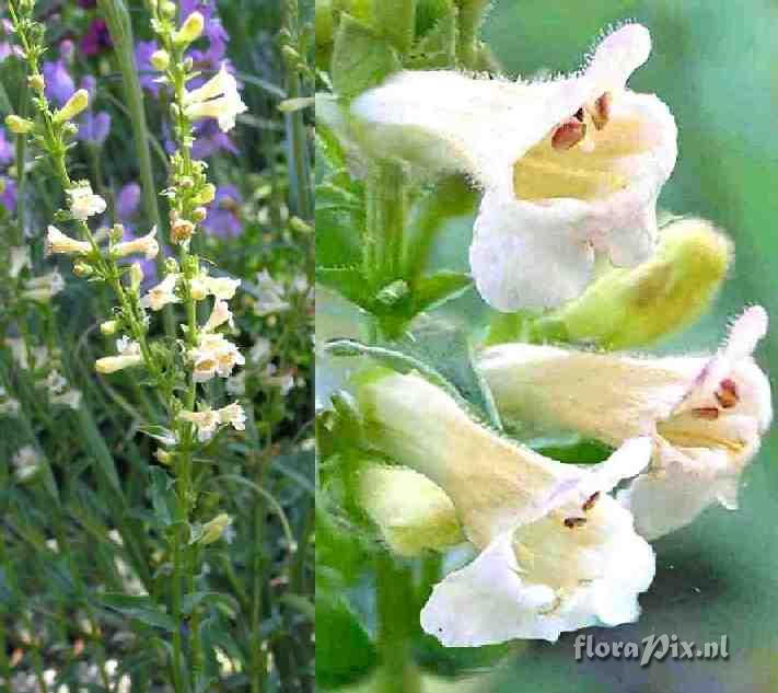 Penstemon deustus