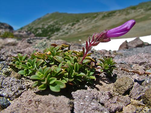 Penstemon davidsonii v menziesii