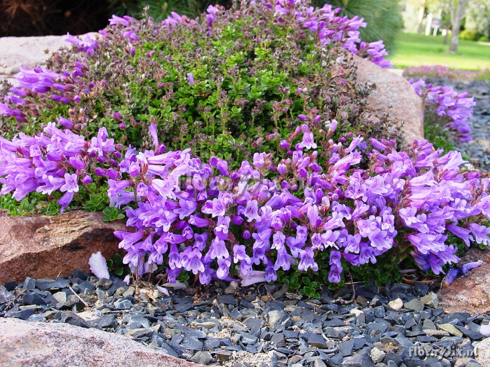 Penstemon davidsonii v menziesii