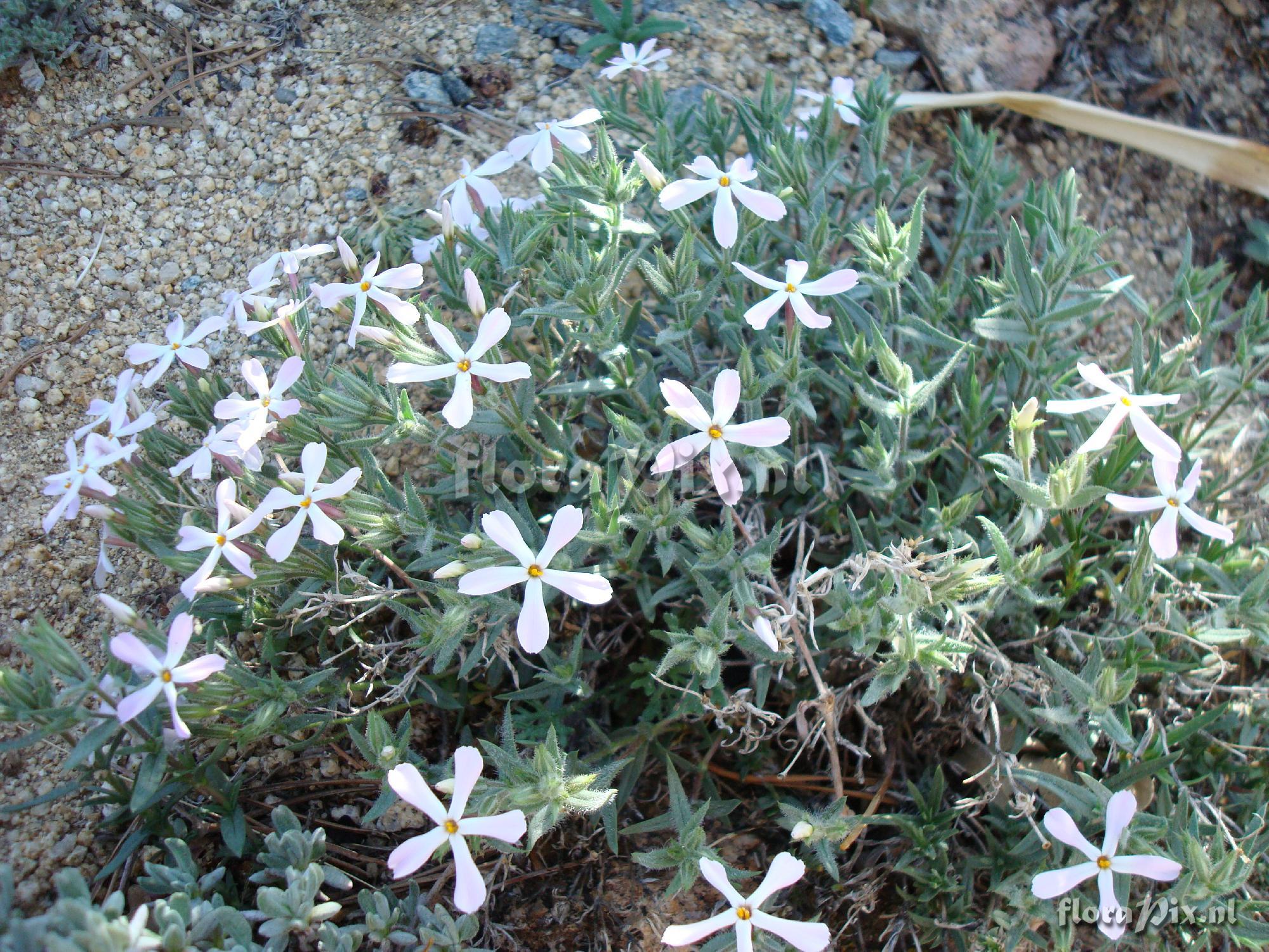 Phlox stansburyi