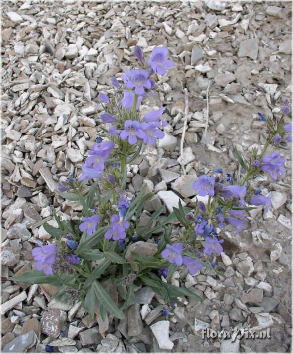 Penstemon eriantherus var. redactus