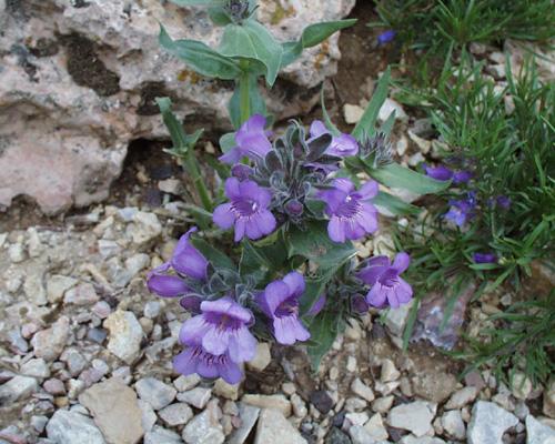 Penstemon eriantherus