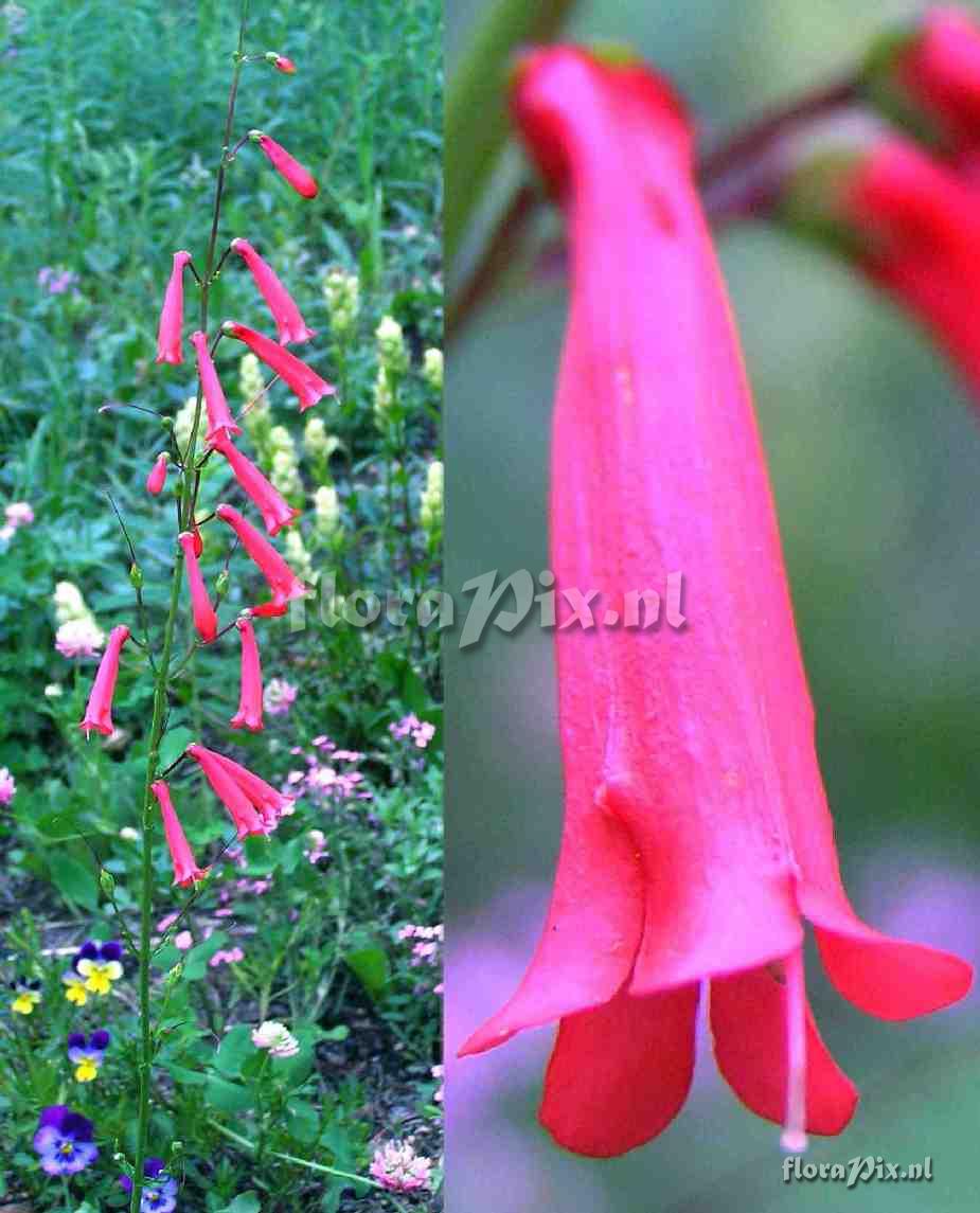 Penstemon eatonii