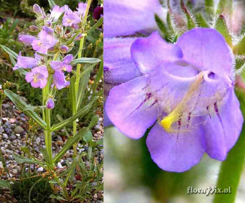 Penstemon eriantherus