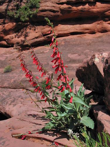 Penstemon eatonii