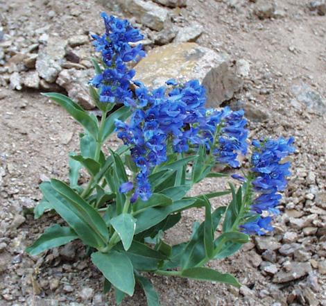 Penstemon glaber var. alpinus