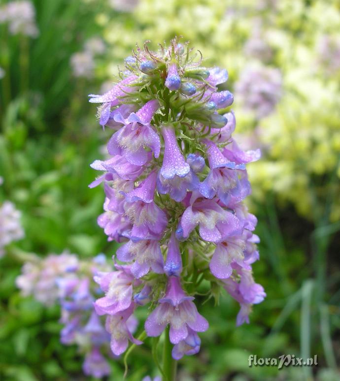 Penstemon gracilis