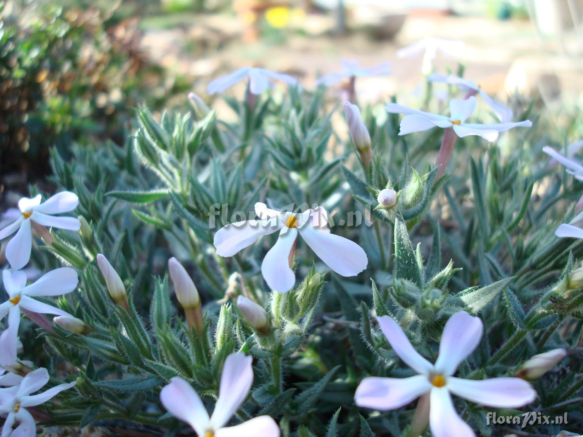 Phlox stansburyi