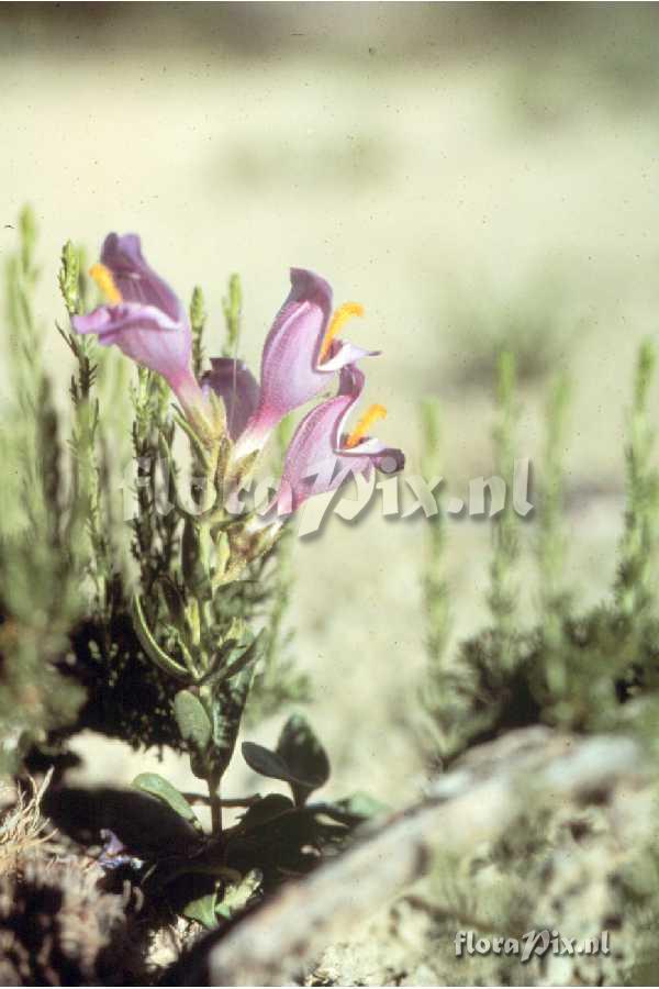 Penstemon grahamii