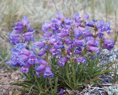 Penstemon hallii