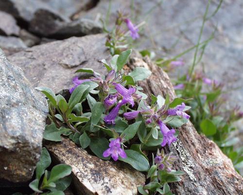 Penstemon harbourii