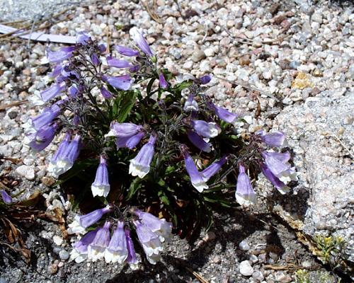 Penstemon hirsutus var pygmaeus