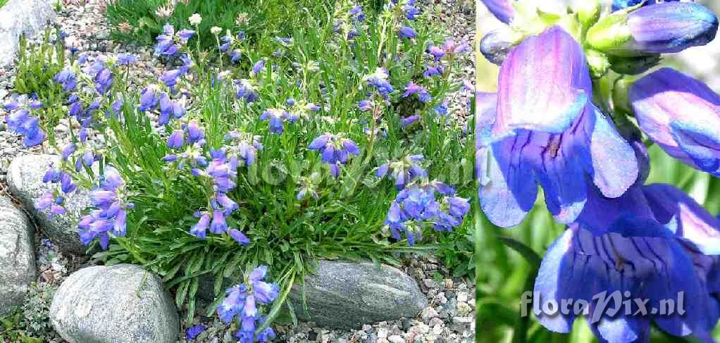 Penstemon hallii