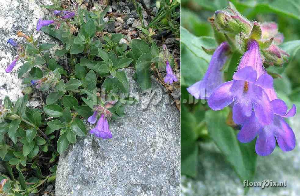 Penstemon harbourii