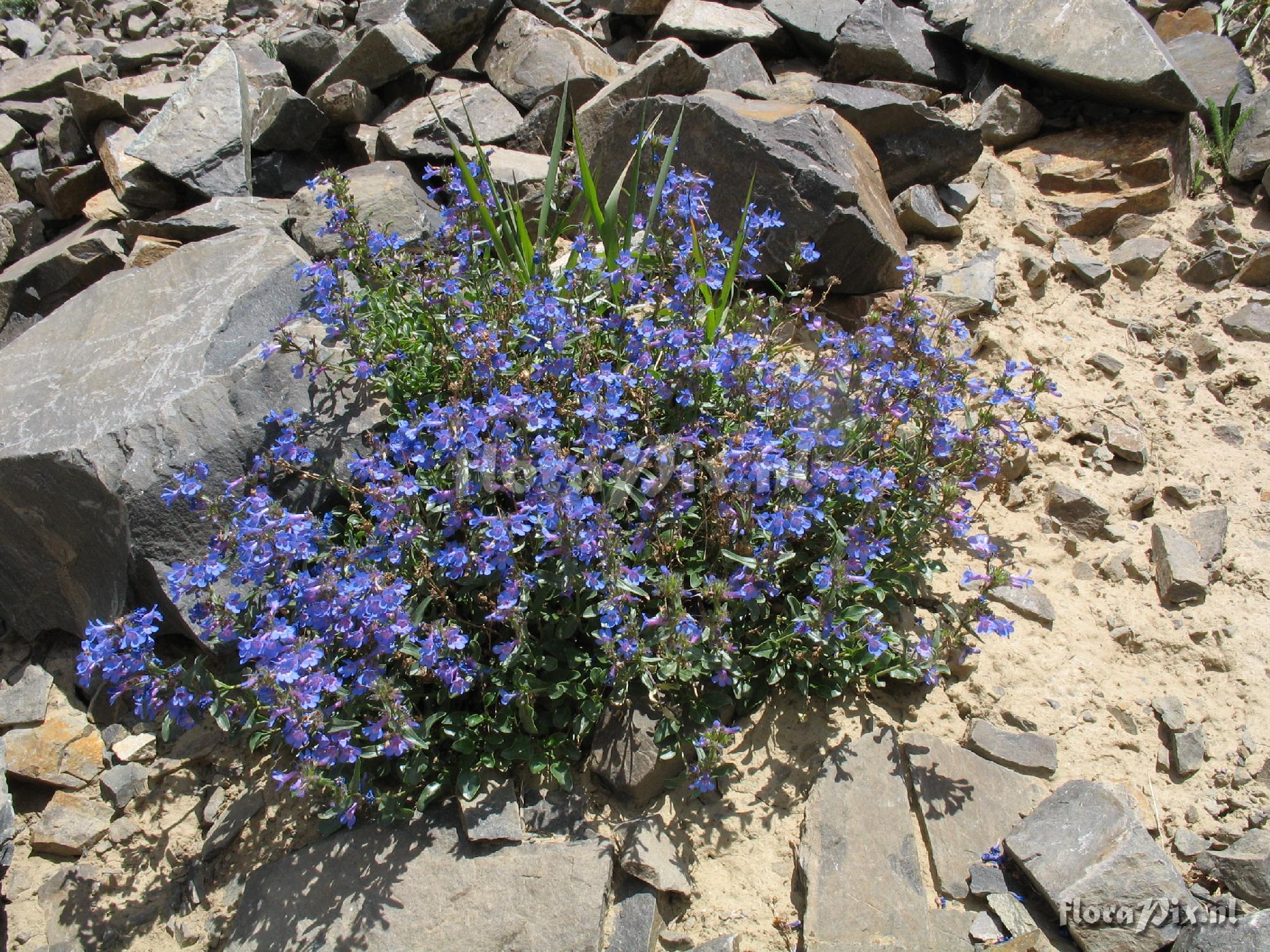 Penstemon humilis