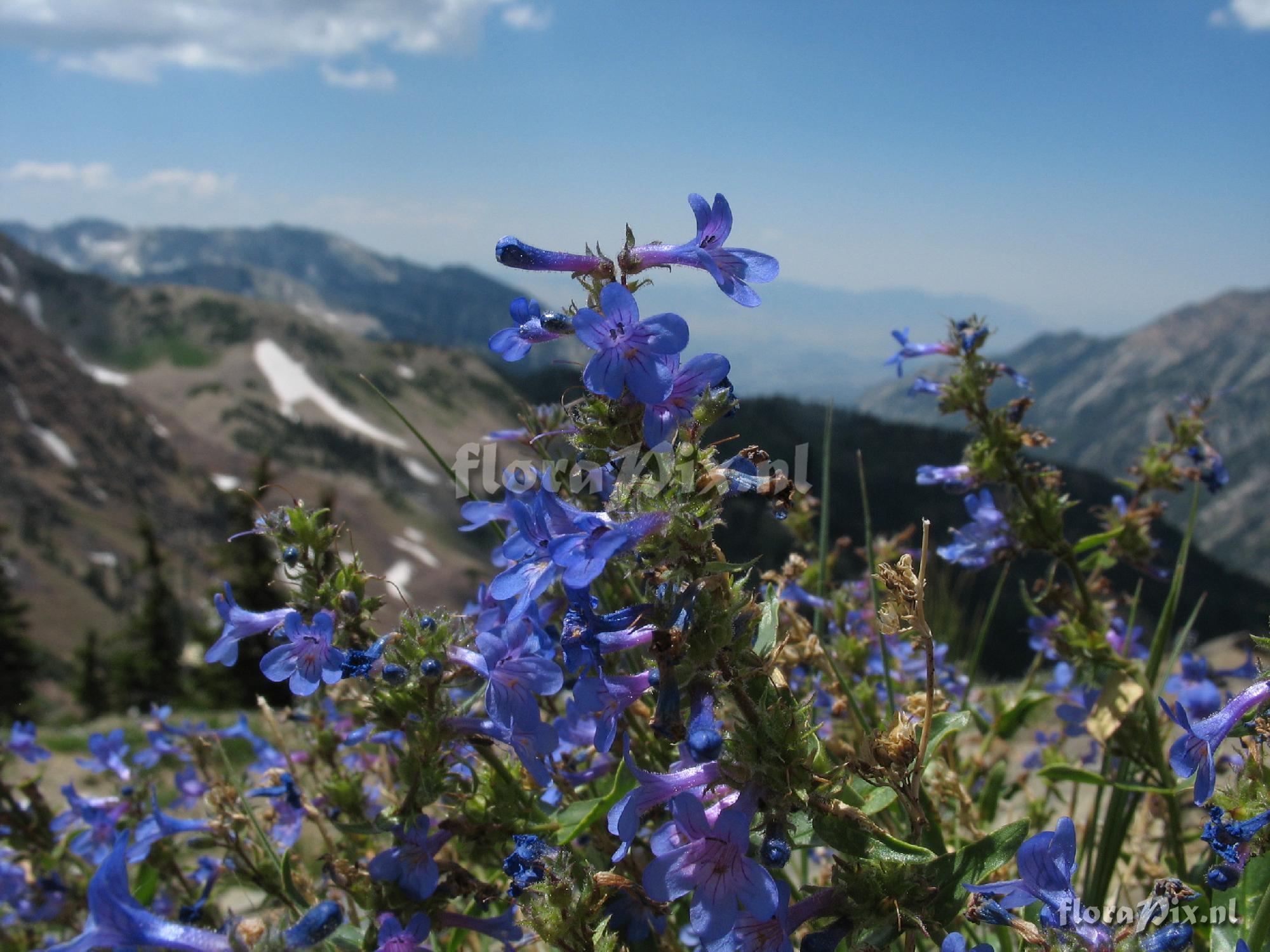 Penstemon humilis