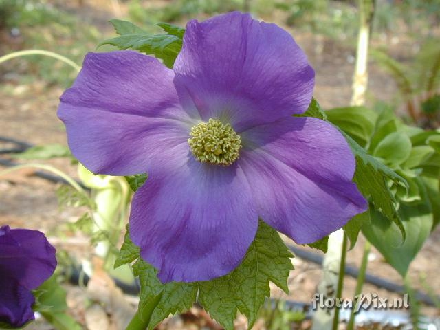 Glaucidium palmatum, dark form