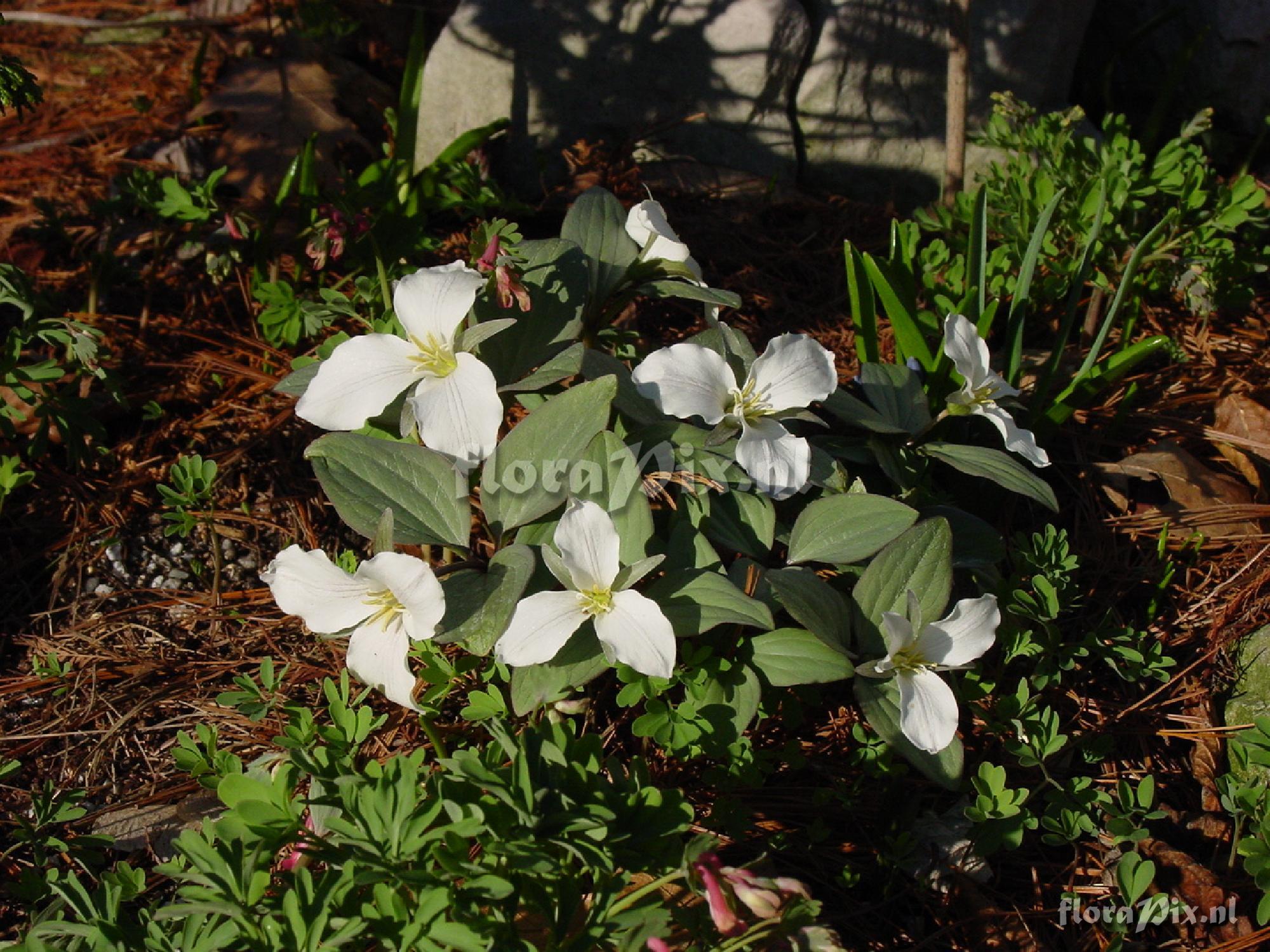 Trillium nivale