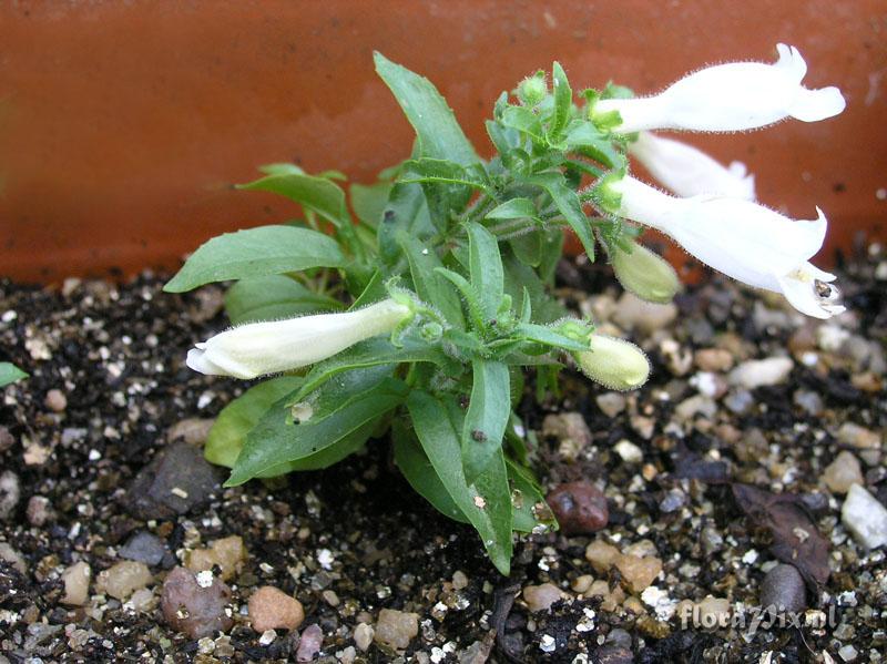 Penstemon hirsutus var. pygmaeus f. albus