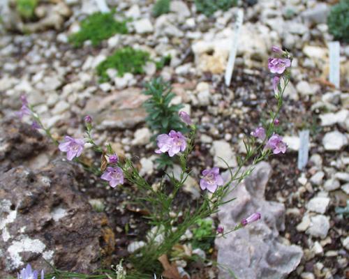 Penstemon larcifolius var larcifolius