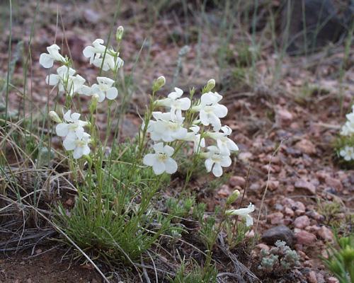 Penstemon lariciflius var exilifolius