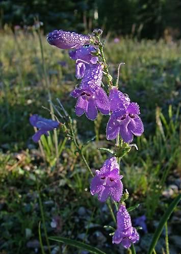 Penstemon lentus