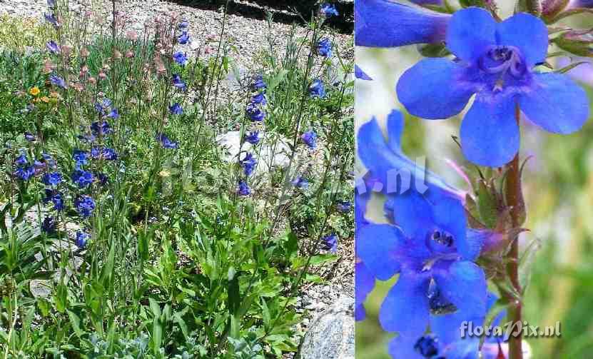 Penstemon mensarum