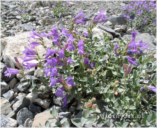 Penstemon montanus (Subgenus Dasanthera)