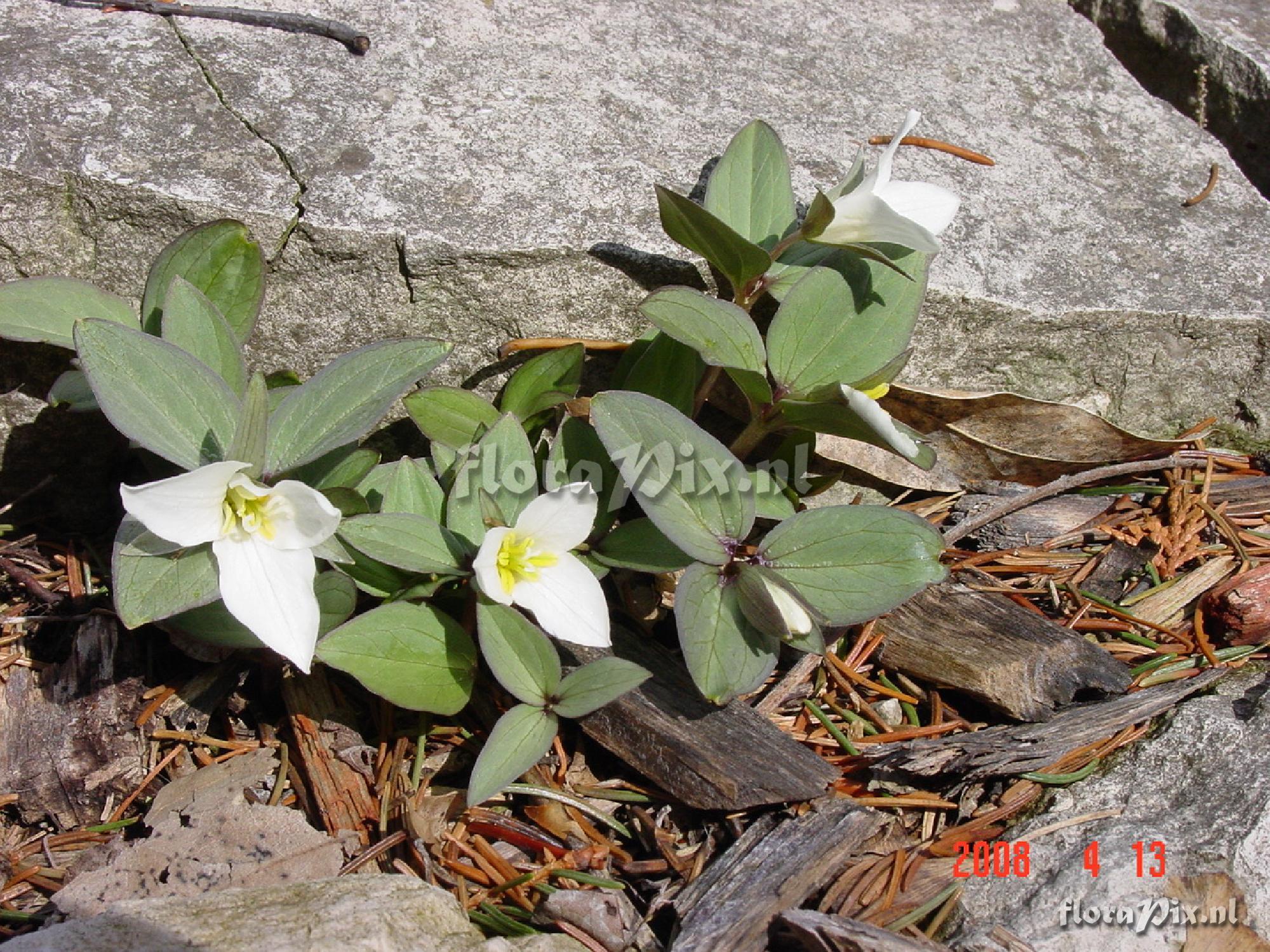 Trillium nivale