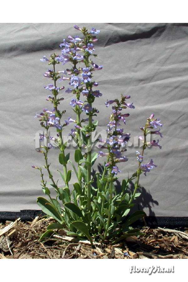 Penstemon pachyphyllus var. congestus