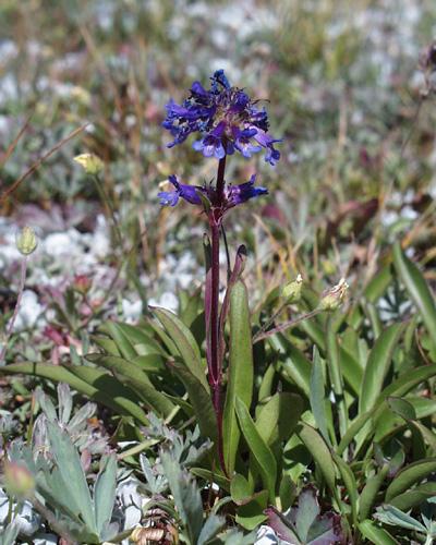 Penstemon procerus var procerus