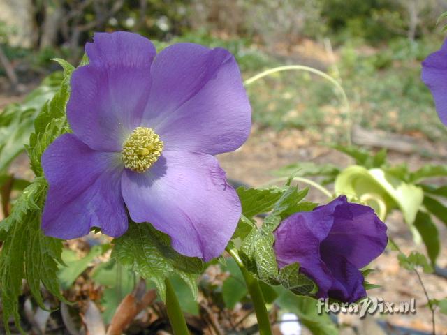 Glaucidium palmatum dark form