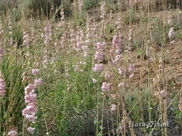 Penstemon palmeri