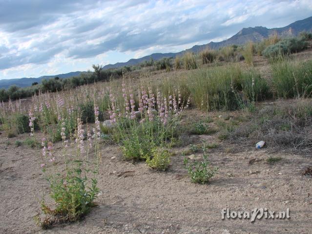 Penstemon palmeri