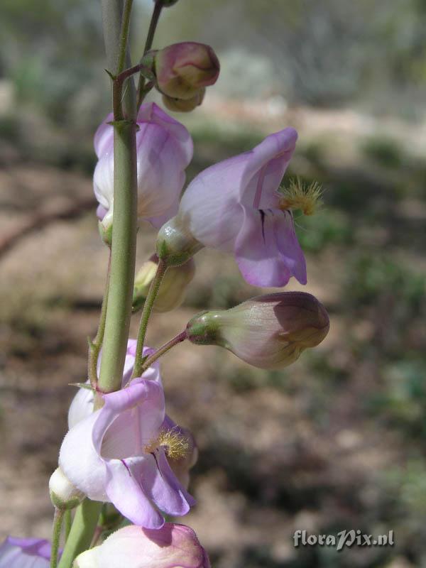 Penstemon palmeri