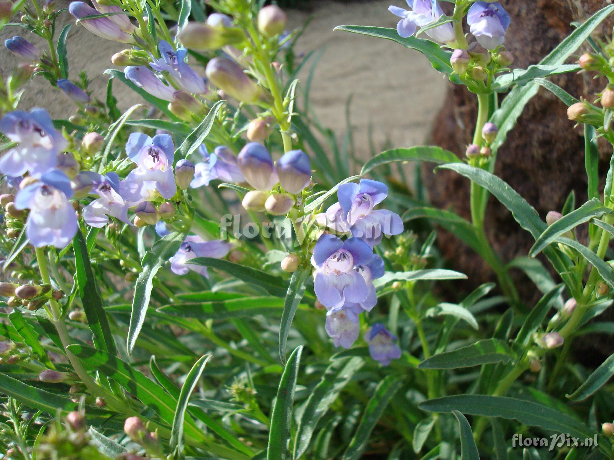 Penstemon speciosus