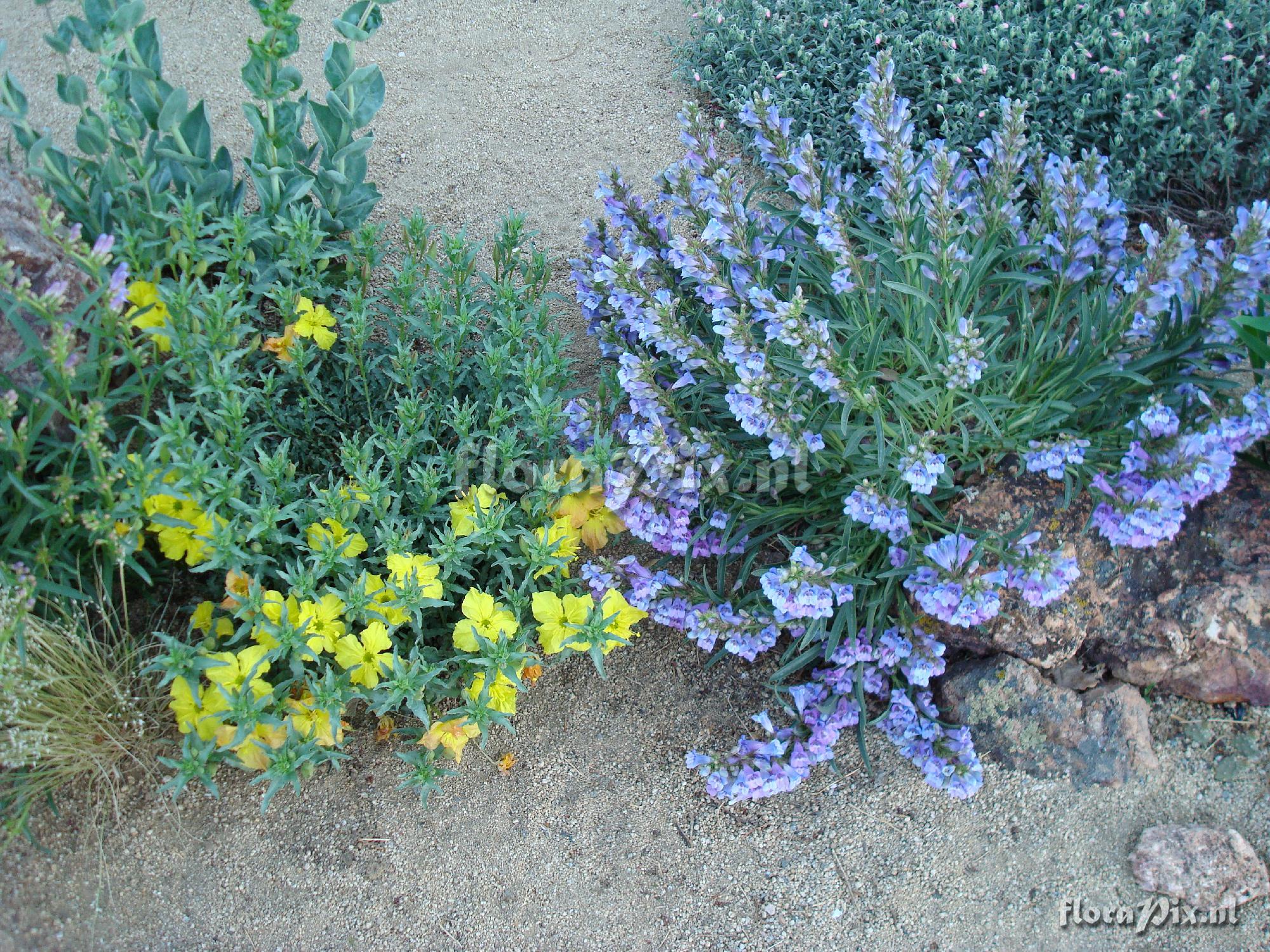 Penstemon speciosus