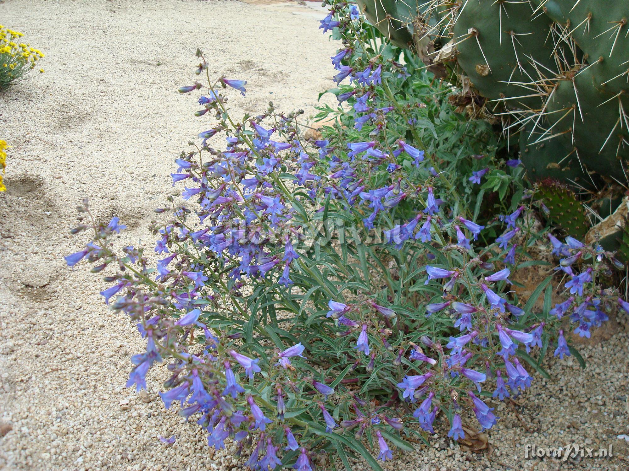 Penstemon gracilentus