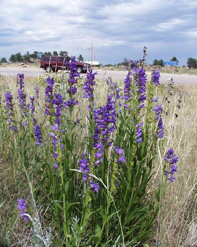 Penstemon strictus