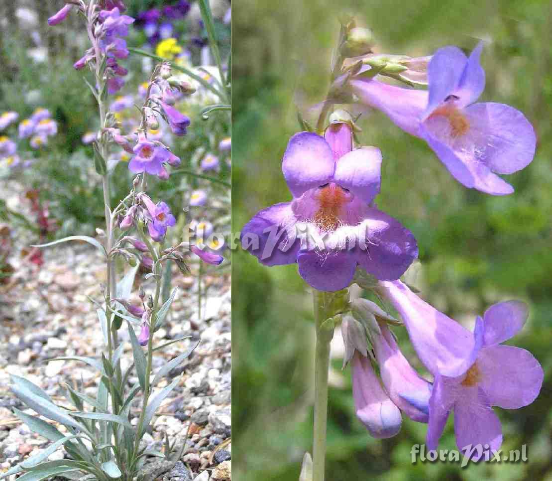 Penstemon secundiflorus