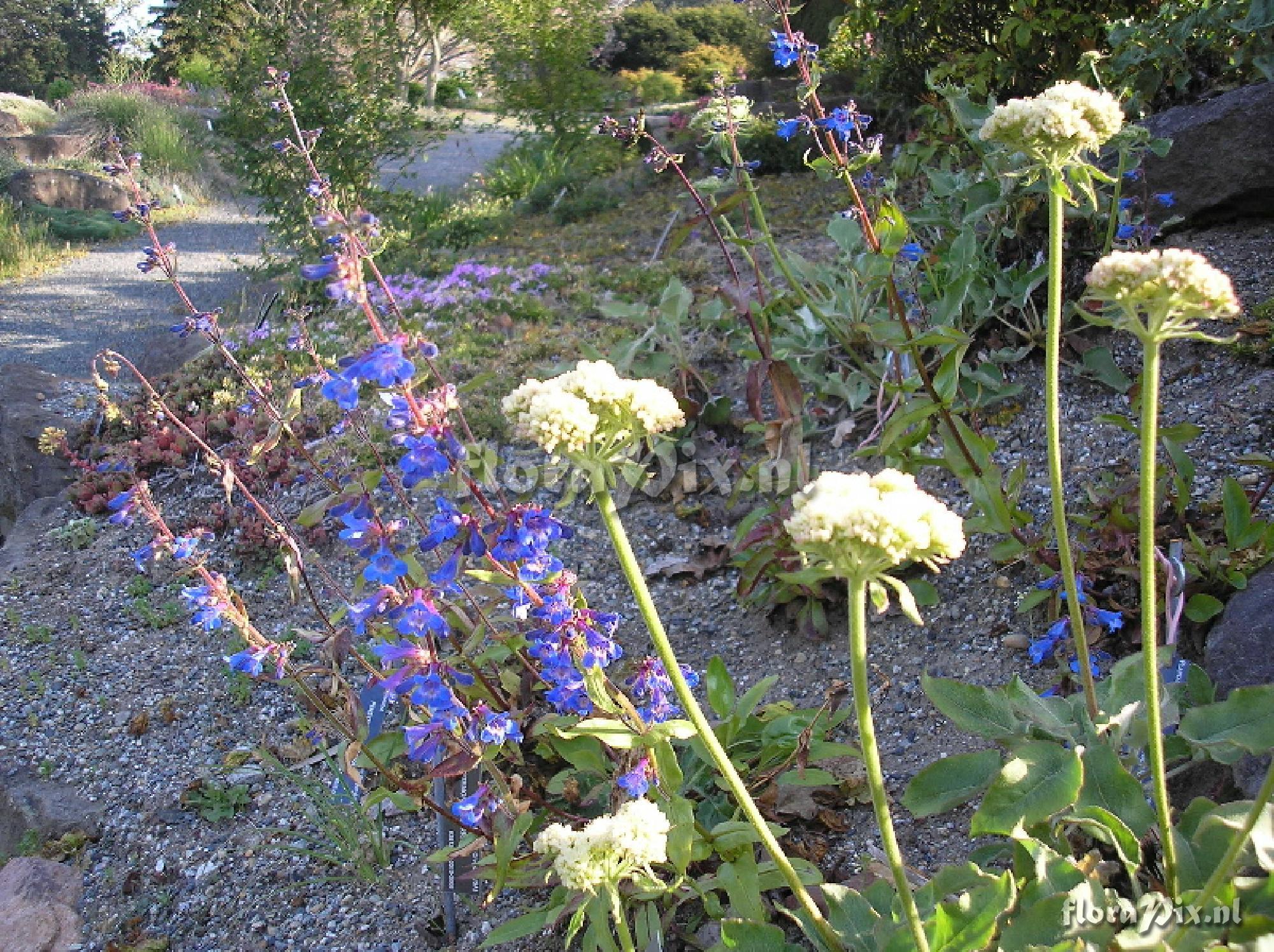 Penstemon subserratus