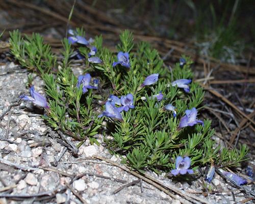 Penstemon thompsoniae