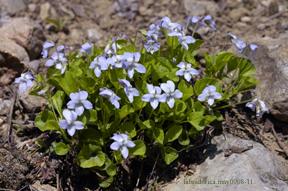 Viola labradorica