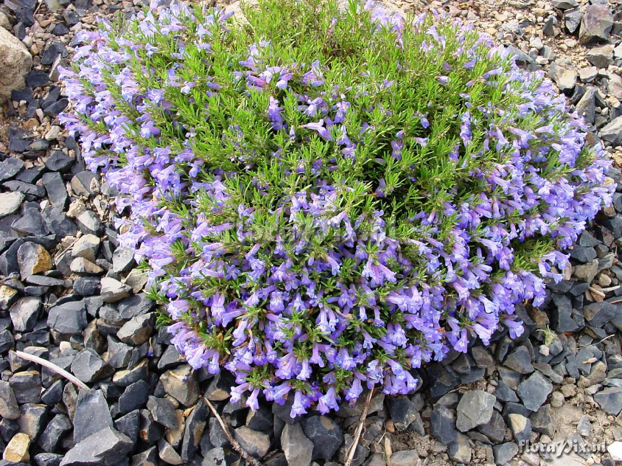 Penstemon teucrioides