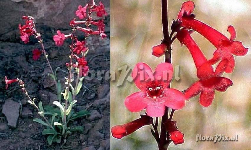 Penstemon utahensis