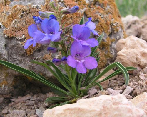 Penstemon utahensis