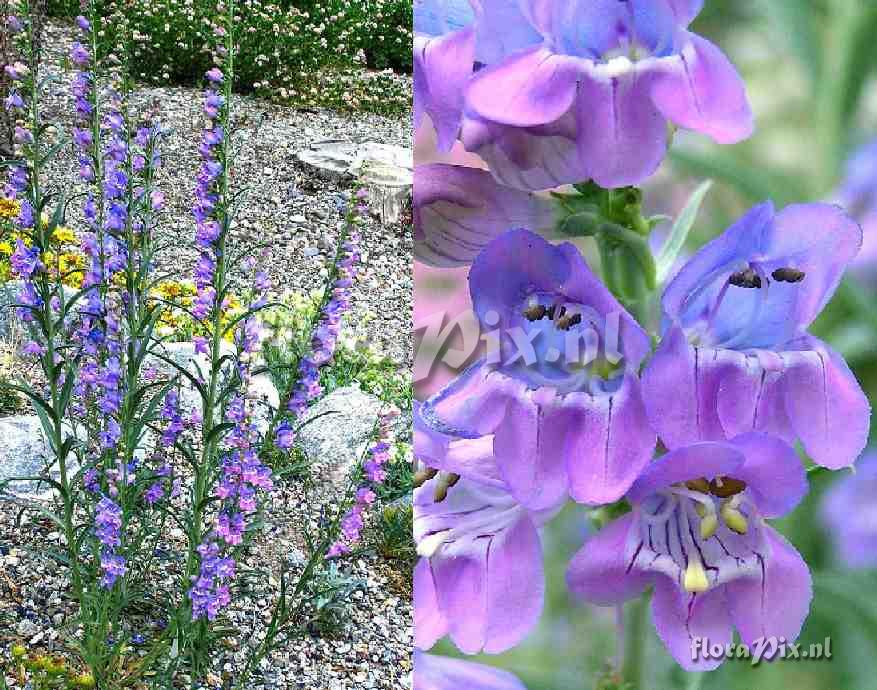 Penstemon virgatus