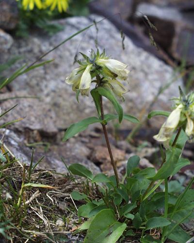 Penstemon whippleanus